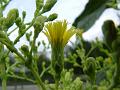 brocolli flower